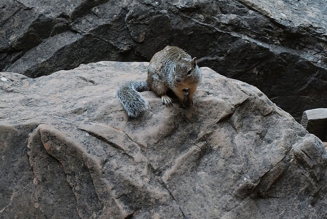 Zion Nat Park, Rock squirrel