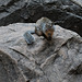 Zion Nat Park, Rock squirrel