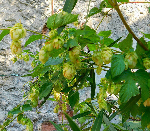 Charme Houblon ou Ostrya Carpinifolia