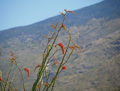 Ocotillo Blooms Against a Hillside, Saguaro National Park, Tucson, Arizona