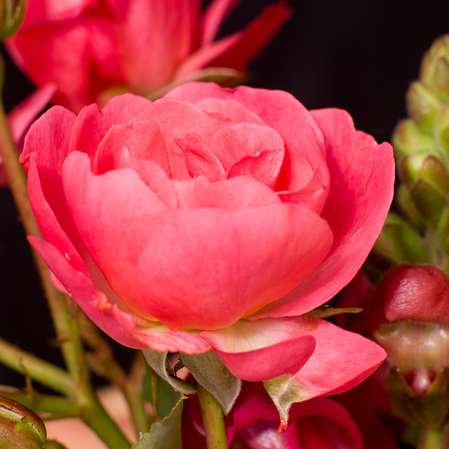 July 04: pink rose