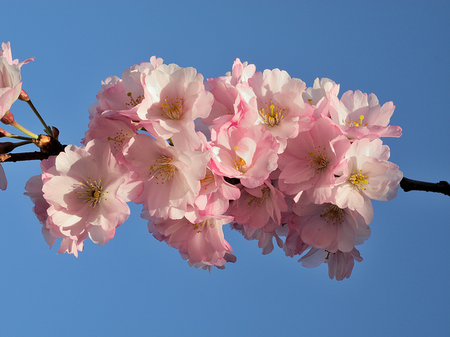 BELFORT: Fleurs de cerisiers 08