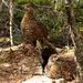 Female Spruce Grouse with one of her young