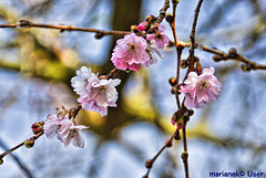 Cherry blossomed early in February