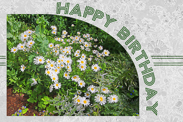 Royal Pavilion daisies - Happy Birthday