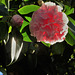 contre-jour camellia
