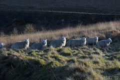 Nine sheep a-grazin