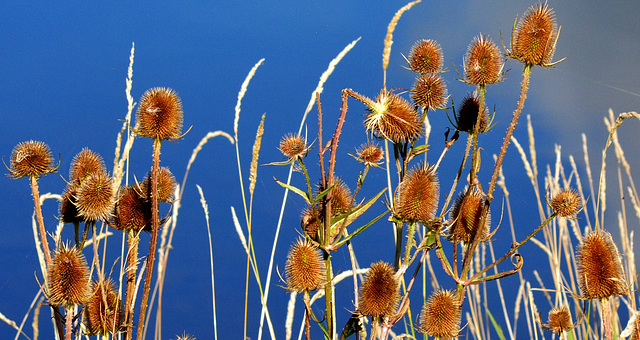 Teasels at the Waters Edge