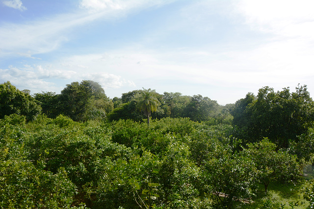 Mexico, The Jungle of Yucatan