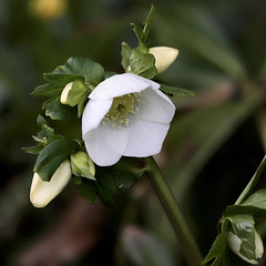 Hellébore blanche