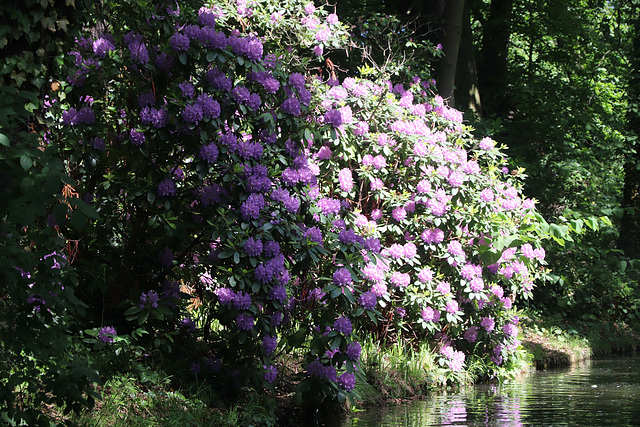 Wörlitzer Park Rhododendren Blüte 28.05.2017 1