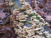 Fungi on a log