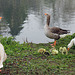 Goslings and geese