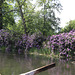 Wörlitzer Park Rhododendren Blüte 28.05.2017 2