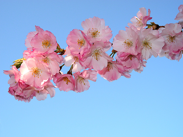 BELFORT: Fleurs de cerisiers 09