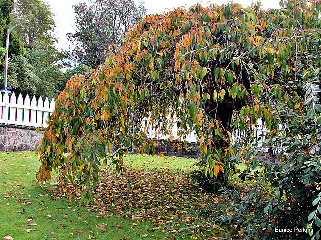 Our Autumn Tree.