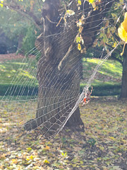 orb weaver in the web