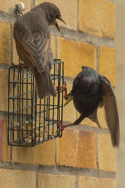 Feeding Starlings