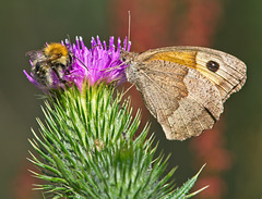 Meadow Brown & Bee on Thistle