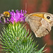 Meadow Brown & Bee on Thistle