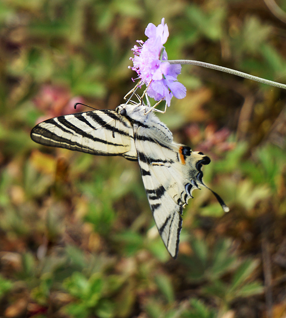 Mein Foto-Highlight dieses Sommers - My photo highlight of this summer -PiPs