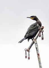 Cormorant on a Mast