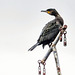 Cormorant on a Mast