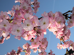 BELFORT: Fleurs de cerisiers 10