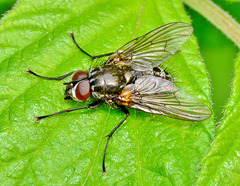 Flesh Fly. Sarcophagidae