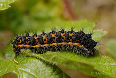 Emperor Moth Caterpillar (Saturnia pavonia)