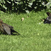 Juvenile Blackbirds sunbathing