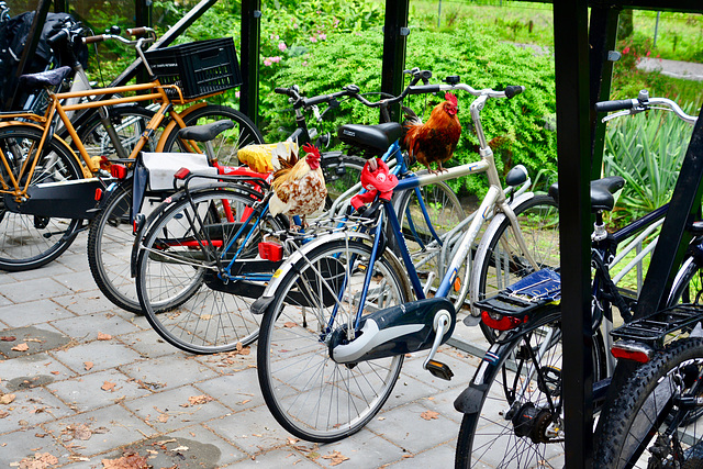 Bicycle chickens