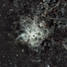 Tarantula NGC 2070