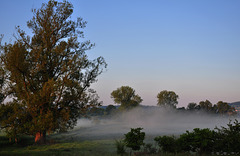 Morgennebel im Neeracher Riedt (© Buelipix)