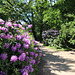 Wörlitzer Park Rhododendren Blüte 28.05.2017 6