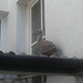 Baby seagull on my porch roof