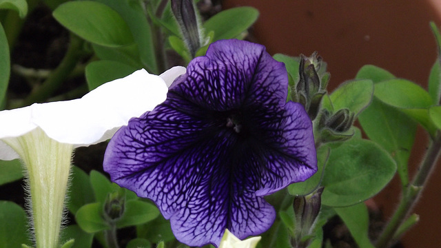 Lovely deep purple petunia