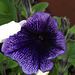 Lovely deep purple petunia