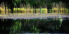 Reflected Reeds at the Waters Edge