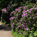 Wörlitzer Park Rhododendren Blüte 28.05.2017 7