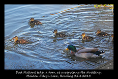 Mr Mallard with ducklings - Maiden Erlegh Lake - Reading - 22.4.2015