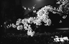 Cherry blossom 06