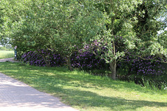 Wörlitzer Park Rhododendren Blüte 28.05.2017 9