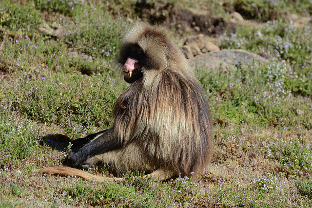 Ethiopia, Simien Mountains, Scare the Enemy with Scary Fangs