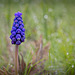 Pictures for Pam, Day 144: Grape Hyacinth
