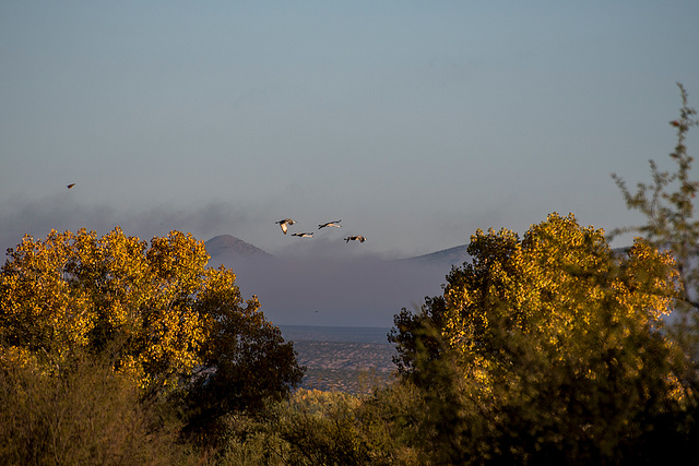 Sandhill cranes at Bosque del Apache3