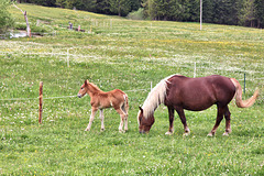 Pferde auf einer Alm bei Steibis HFF
