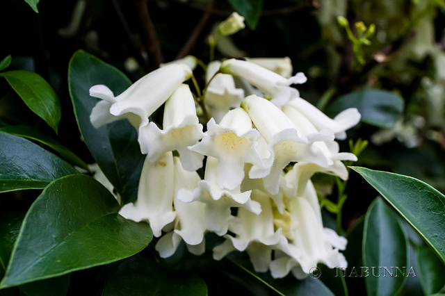 Wonga vine flowers in white