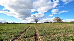 Tractor track to the horizon