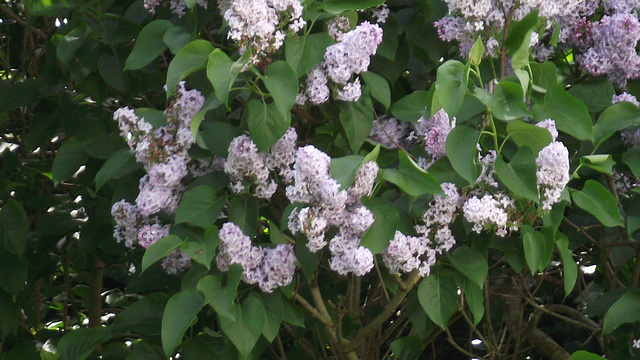 The pale purple lilac is in bloom